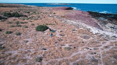 Ganaderos denuncian pérdidas por ataques de Pumas que se crían en campos de Tompkins