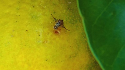 Estudian el comportamiento de la mosca de la fruta en Entre Ríos