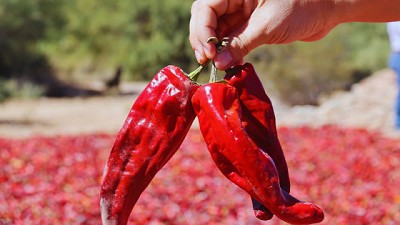 Pimentón del Valle Calchaquí: certificación que protege la identidad local