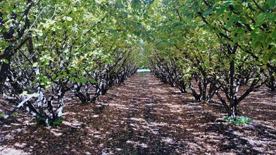 Poda mecánica en Frutales, una herramienta que mejora la producción