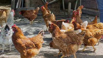 Se detectó un caso positivo de influenza aviar en aves de traspatio de Buenos Aires