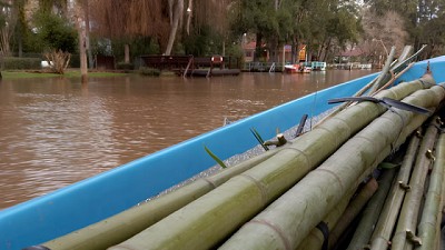 El bambú se expande entre las cabañas del Delta bonaerense