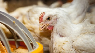 Influenza aviar: Se confirmó un caso positivo en Aves comerciales de Buenos Aires