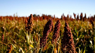 La producción de sorgo 2024/2025 creció 16% respecto a la campaña anterior