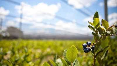 Inteligencia fitosanitaria: Argentina comparte su estrategia de control de plagas
