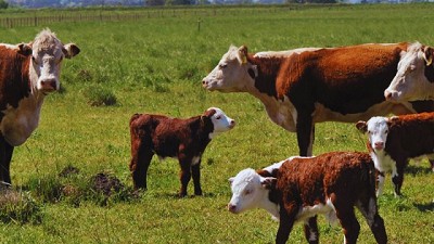 Ganadería: taller de Senasa e INTA sobre especies de garrapata en Bovinos