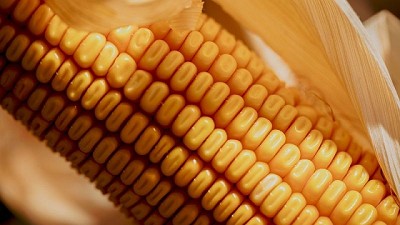 ¿Es rentable hacer maíz? NK lo responde en el Congreso de Maíz - CIM 2025