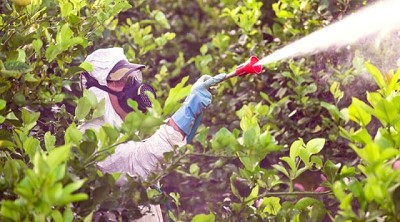 Especialistas alertan sobre nuevas plagas en frutales producto del cambio climático