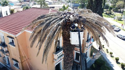 Entre Ríos: Vigilancia y atención de denuncias para prevenir el picudo rojo de las palmeras