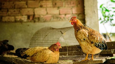 Detección de un caso positivo de influenza aviar en aves de traspatio en Entre Ríos