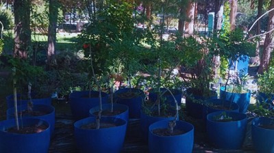 Innovación y ambiente: INTA y YPF hacen florecer el desierto con agua reciclada