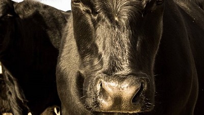 Bovacillus, el primer probiótico aprobado en la Unión Europea, que mejora la salud y la rentabilidad ganadera en Argentina.