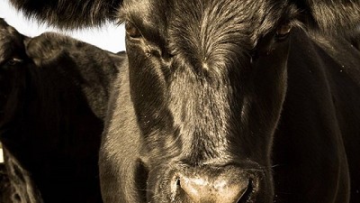 Bovacillus, el primer probiótico aprobado en la Unión Europea, que mejora la salud y la rentabilidad ganadera en Argentina