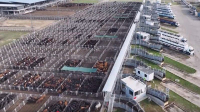 Nuevo protocolo para gestionar el riesgo del rodeo en el Mercado Agroganadero de Cañuelas