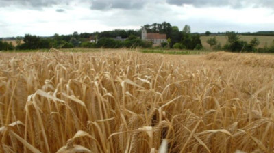 Cebada 2025: perfiles cargados, buenos rindes y alerta por enfermedades