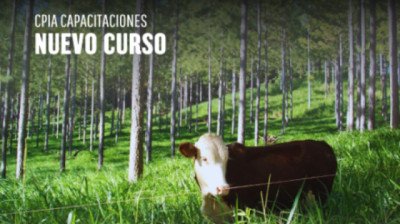 Mercado de carbono: diseño e implementación de proyectos en el sector agropecuario