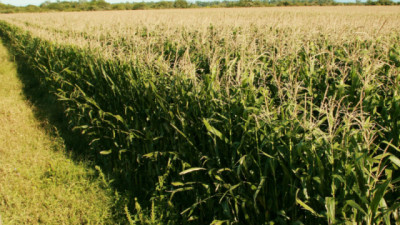 Se simplifica y agiliza la normativa para la autorización de productos fitosanitarios