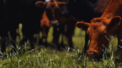 El INTA avanza hacia el control de la tuberculosis Bovina