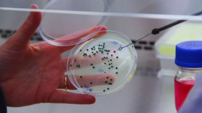 Se duplicaron las exportaciones de la levadura Lalvin Tango del INTA