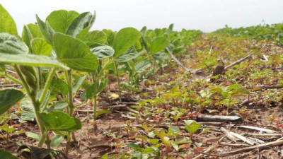 Evolución de los flujos de emergencia de malezas del ciclo primavera-verano 2025-26