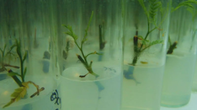 Con biotecnología buscan conservar el algarrobo blanco