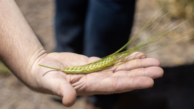 ¡Descubre cómo CCU y Boortmalt están revolucionando la cerveza!