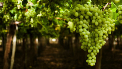 Inicio de la segunda alerta fitosanitaria para el control de Lobesia botrana en Mendoza