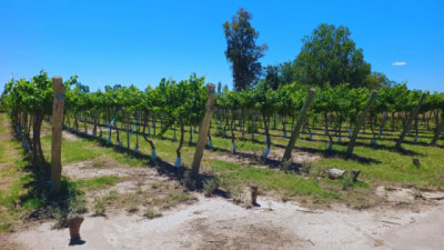Presentan un protocolo para acelerar la transformación digital en el agro