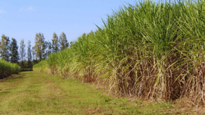 Fertilización con nitrógeno para maximizar la producción de caña de azúcar