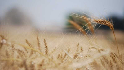 Con un 40% de avance en la cosecha de Trigo, el promedio de rinde se acerca de 60 qq/ha en región núcleo