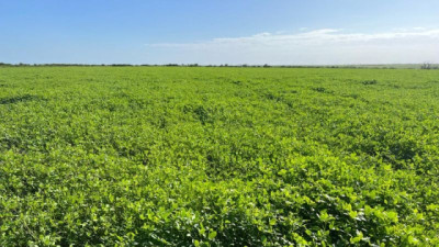 La Leguminosa que transforma la nutrición ganadera del centro y norte argentino