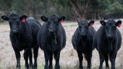 Polémica: una diputada quiere cobrar una tasa por las emisiones de las vacas