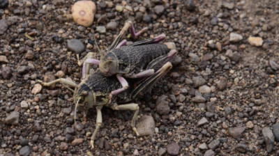 Monitoreo temprano para minimizar el impacto de las tucuras sapo en la Patagonia