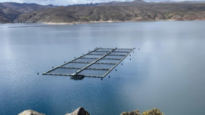 El estatus sanitario de la Norpatagonia posiciona a la producción de trucha arcoíris