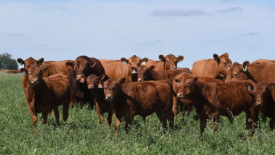 Limangus rompe el molde: 5 años de datos que revolucionan la genética argentina