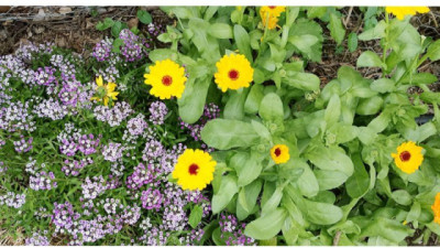 Bordes florales: experiencias para una agricultura sostenible