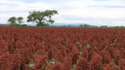 Menos dependencia del Maíz: el Sorgo se consolida como alternativa rentable en dietas de terminación