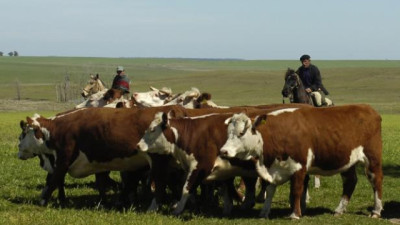 Producción mundial de carne: Se rompe de un ciclo de crecimiento y se contrae la oferta global