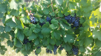 En Tinogasta, producen Vinos artesanales con potencial enológico