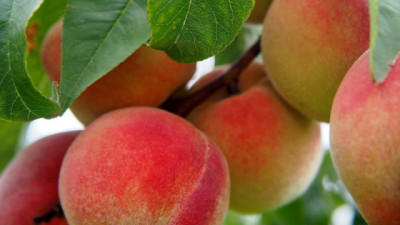 Finalizó la emergencia fitosanitaria por Mosca de los frutos en Tupungato