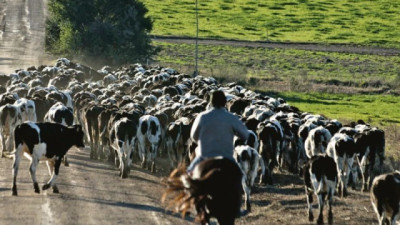 La preocupación que los tamberos le manifestaron a Orsi: en lo que va del año han cerrado 154 tambos