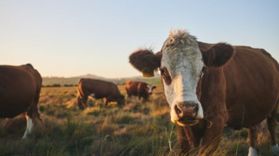 La nueva era de la trazabilidad electrónica: un desafío para el productor ganadero