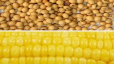 Mercado de Granos: Trigo bajo presión mientras el maíz y la soja encuentran sostén