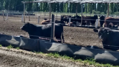 Ganadería en Patagonia Norte: una actividad que se recrea y sostiene territorios