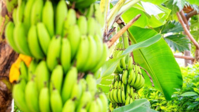 Banano en Argentina: INTA investiga el control biológico para combatir la Sigatoka