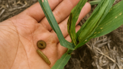 Innovación en insecticidas: nuevo modo de acción para el manejo de lepidópteros en maíz y soja