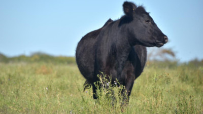 Faena bajo la lupa: nueva herramienta oficial para ver peso y tipificación