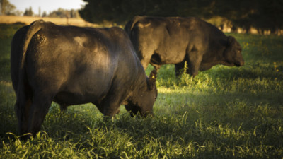 Prevención contra los efectos del estrés calórico en animales de producción pecuaria