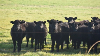 Mercado para el ganado gordo sigue estable, con poca oferta y baja dinámica de concreción de negocios