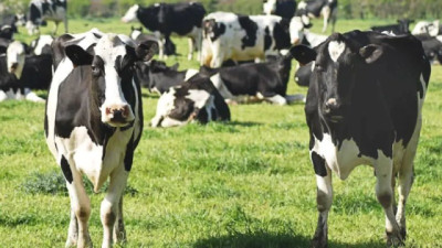 El sector lechero avanza en un escenario marcado por desafíos climáticos y de mercado